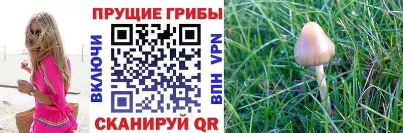 Псилоцибиновые грибы мицелий  МЕГА онион  Стародуб  хочу наркоту 